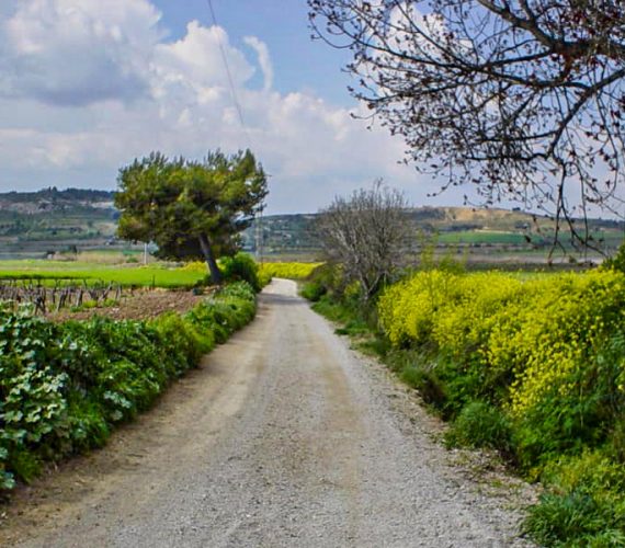 Cava gebied Penedès