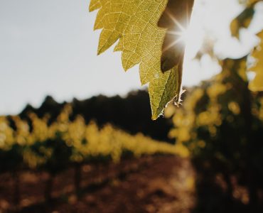 Vineyards of the Penedès