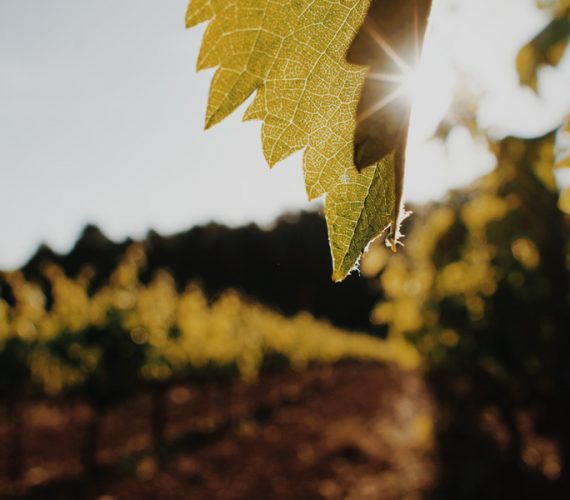 Vineyards of the Penedès