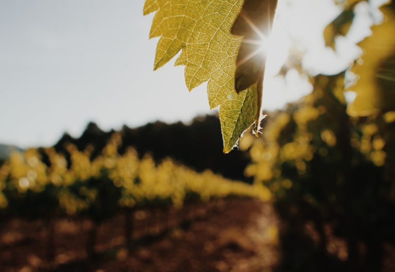 Penedes vineyards and cava